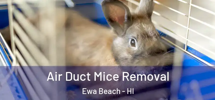  Air Duct Mice Removal Ewa Beach - HI